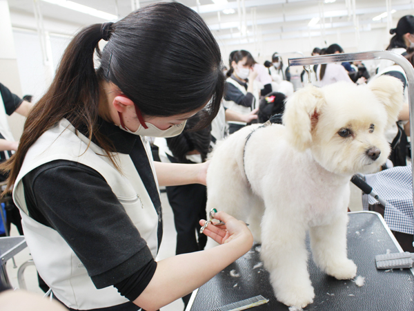 お客様の愛犬をトリミング♪